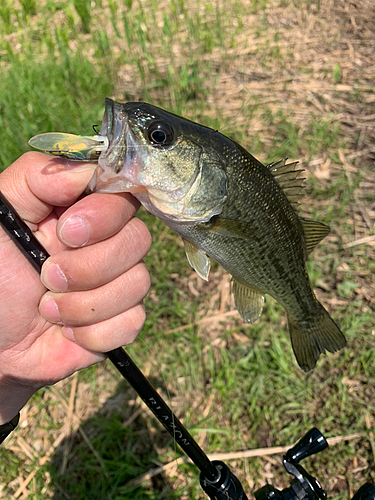 ラージマウスバスの釣果