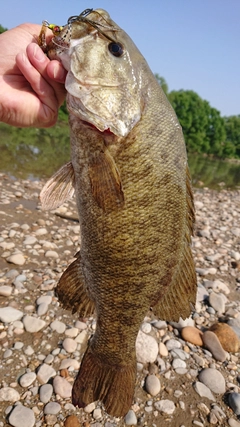 スモールマウスバスの釣果