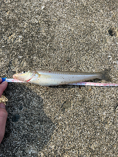 キスの釣果