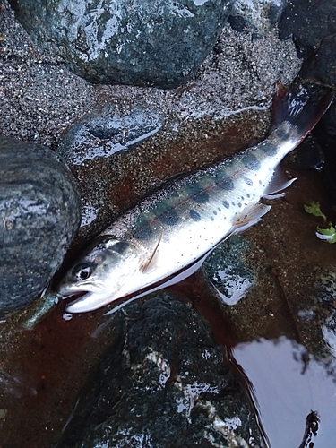 ヤマメの釣果