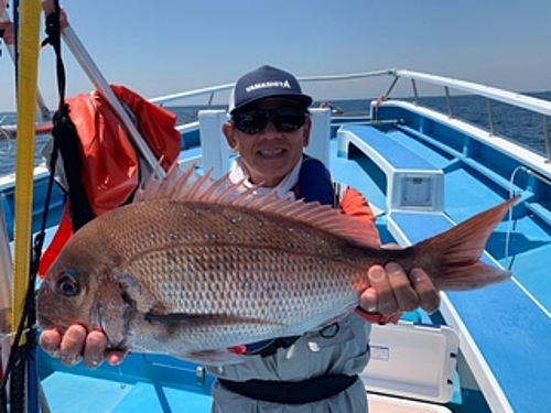 マダイの釣果