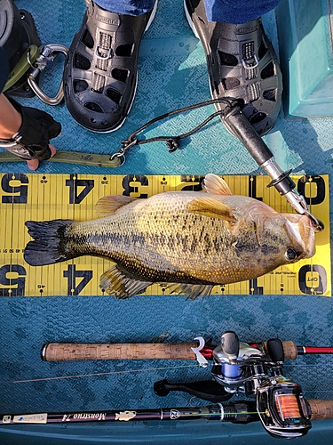 ブラックバスの釣果