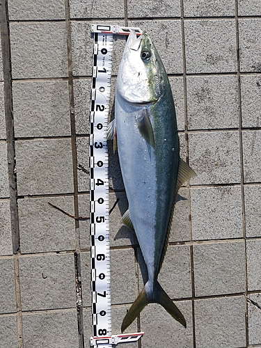 ブリの釣果