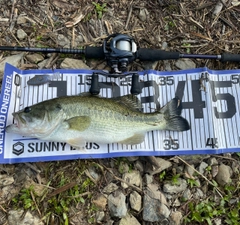 ブラックバスの釣果