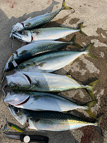 イナダの釣果