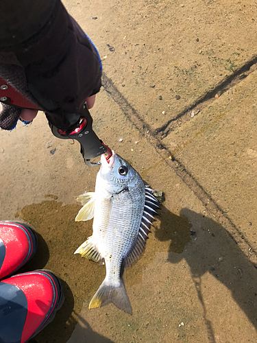 キビレの釣果