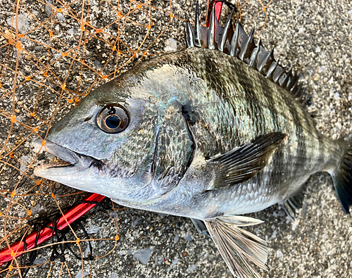 クロダイの釣果