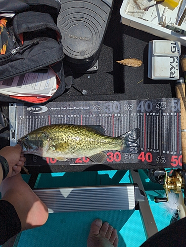 ラージマウスバスの釣果