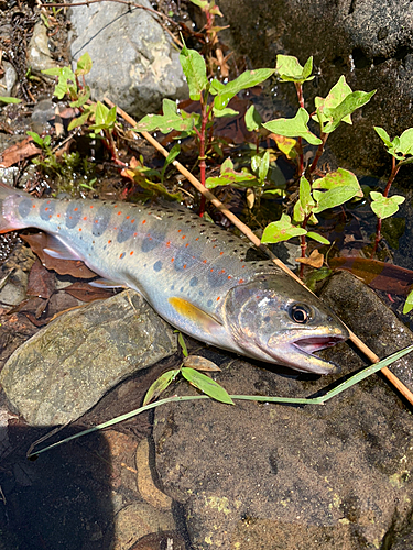 アマゴの釣果