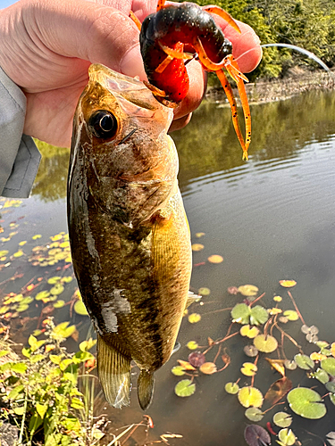 釣果