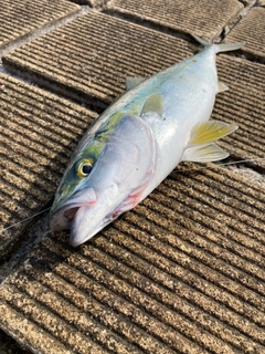 ハマチの釣果