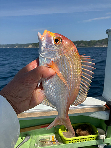 キダイの釣果