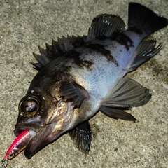 シロメバルの釣果