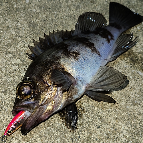 シロメバルの釣果