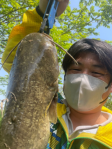 ナマズの釣果