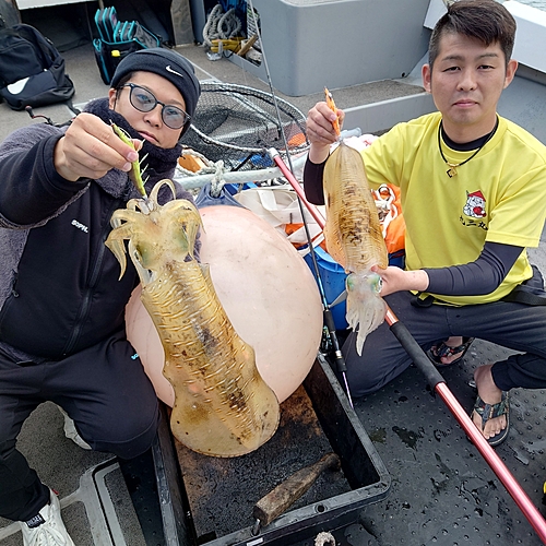 アオリイカの釣果