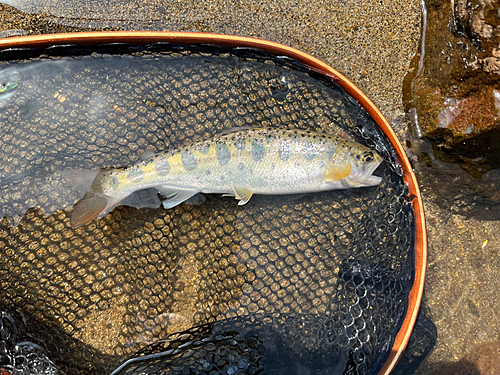 ヤマメの釣果