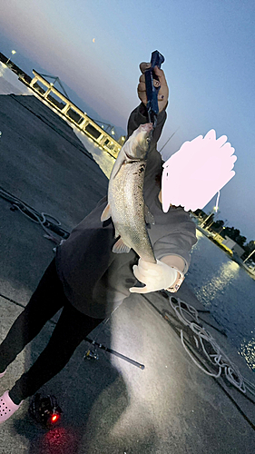 ウグイの釣果