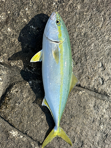 イナダの釣果