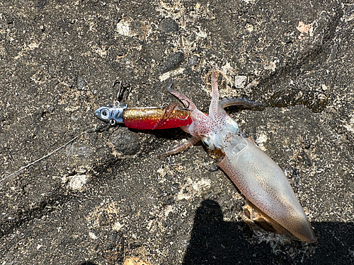 ヒイカの釣果