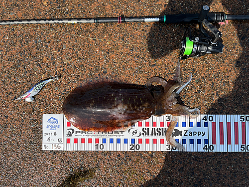 アオリイカの釣果