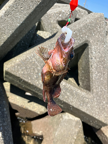 カサゴの釣果