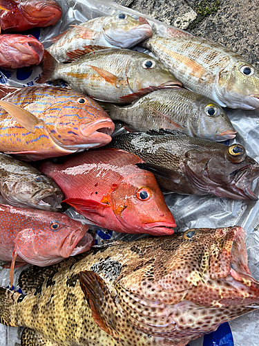 アカジンミーバイの釣果