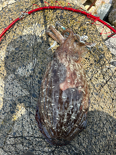 コウイカの釣果