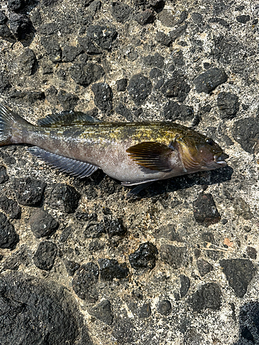 アイナメの釣果