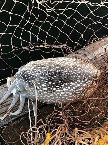 コウイカの釣果