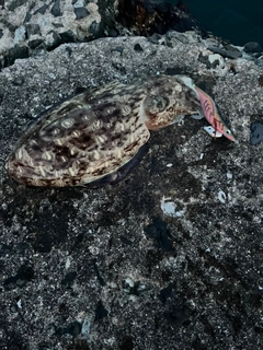 モンゴウイカの釣果