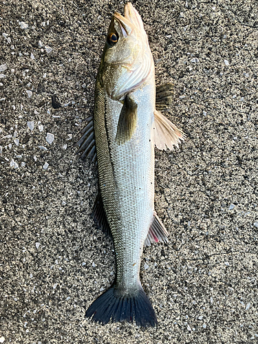 スズキの釣果