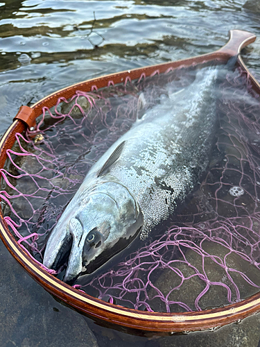 サクラマスの釣果