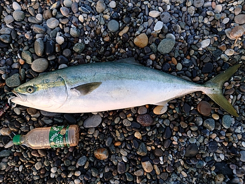 ワラサの釣果