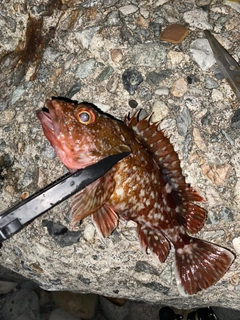 カサゴの釣果