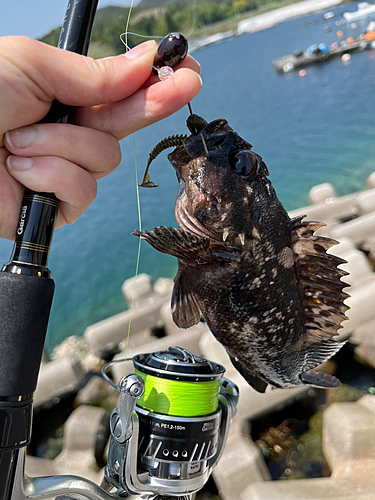 ムラソイの釣果