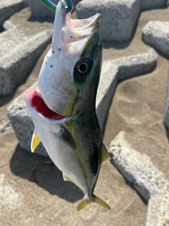 イナダの釣果