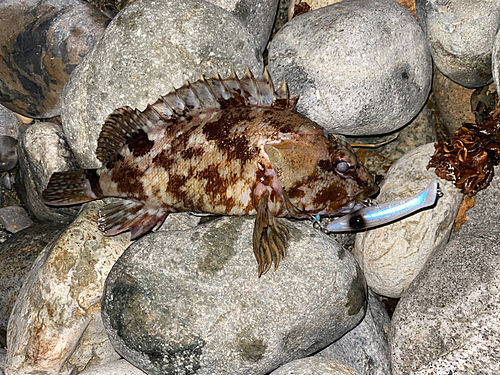 カサゴの釣果