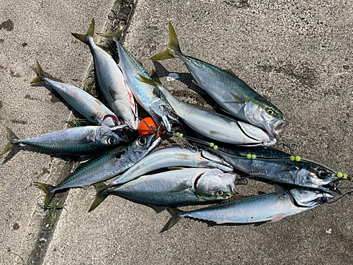 イナダの釣果