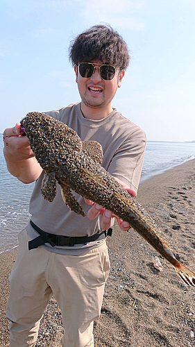 マゴチの釣果