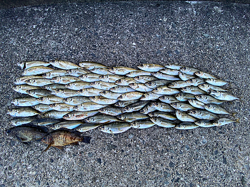 アジの釣果