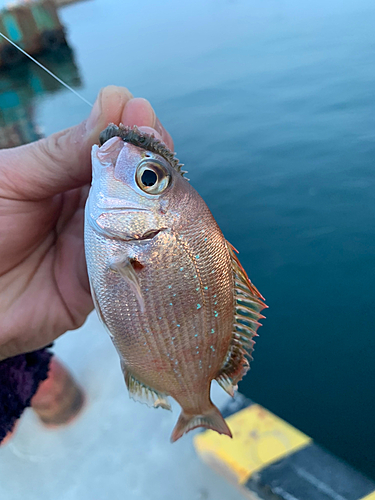 タイの釣果