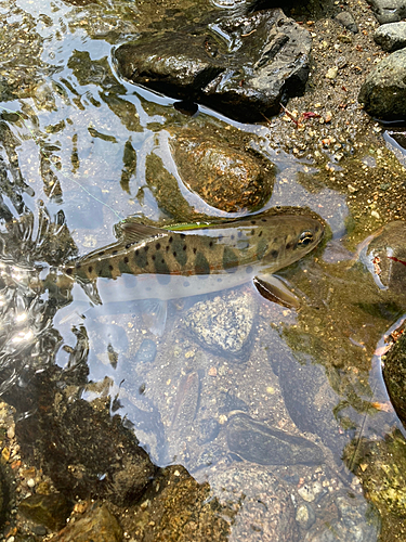 ヤマメの釣果