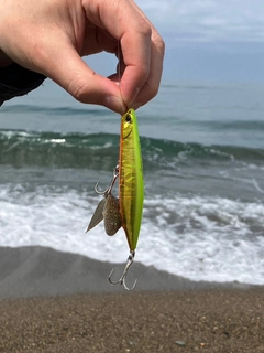 シタビラメの釣果