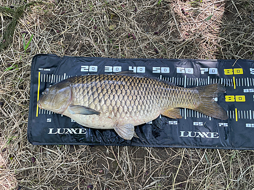 コイの釣果