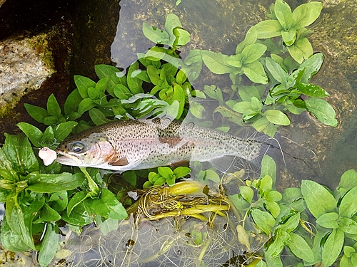 ニジマスの釣果