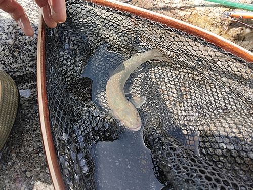 イワナの釣果