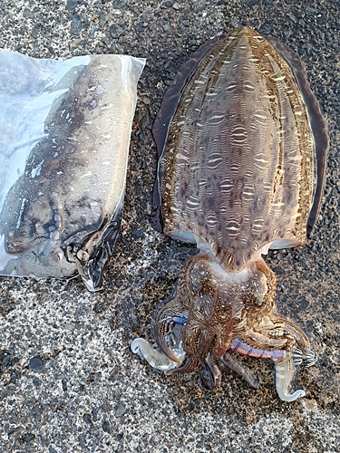 コウイカの釣果