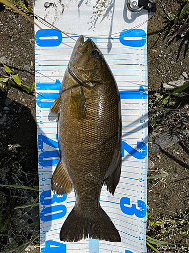 スモールマウスバスの釣果