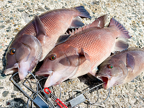 コブダイの釣果